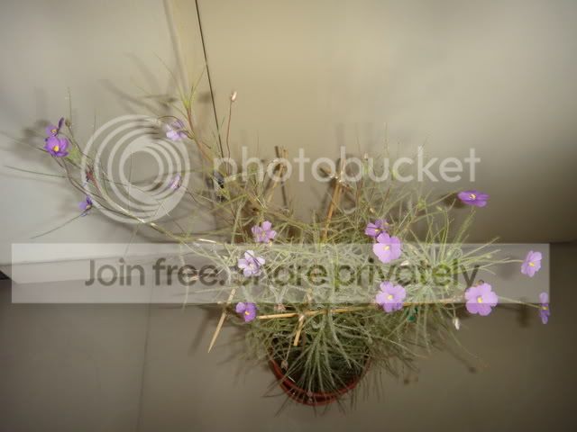 byblis_guehoi_flowers-1.jpg
