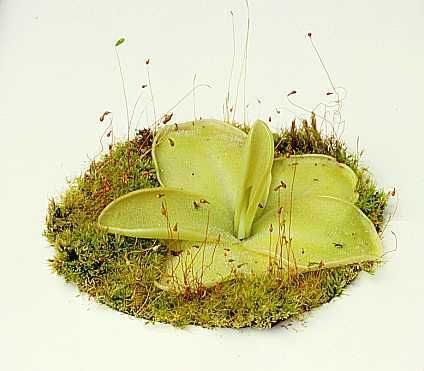 butterwort.jpg