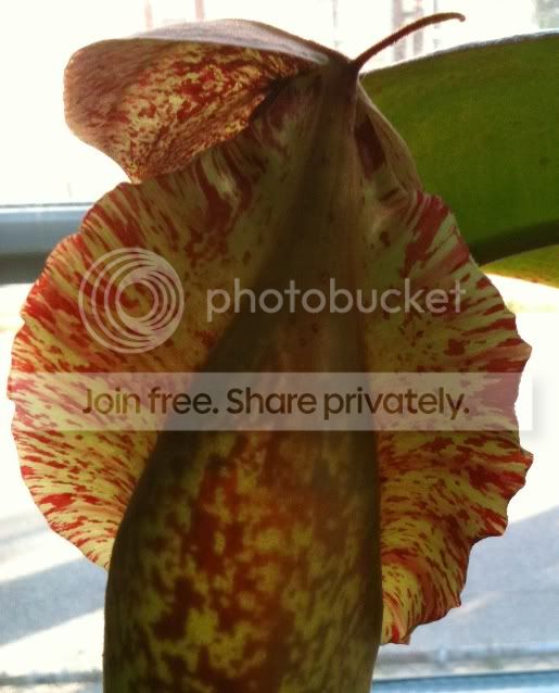 truncata.jpg
