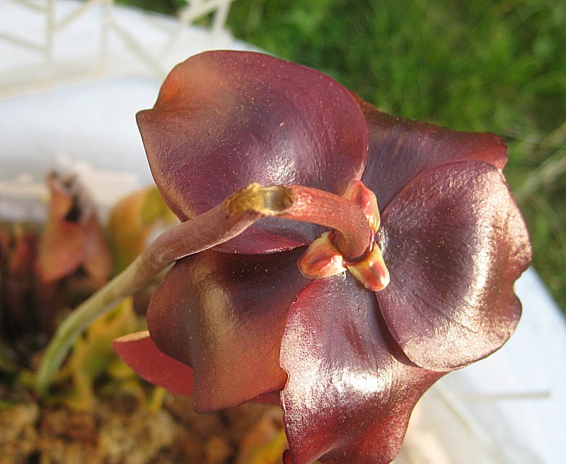 flowermissingchunk.jpg