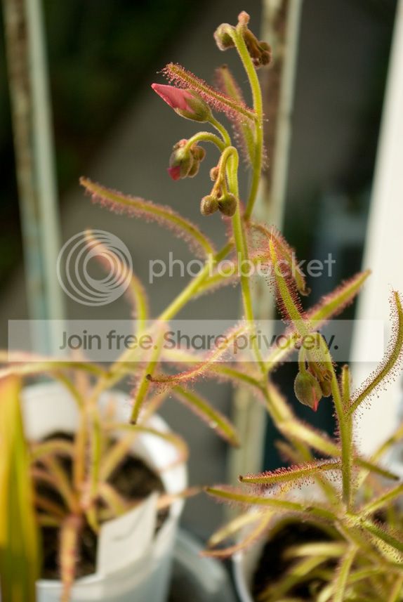 IMGP7140_zpsbf00fa1a.jpg