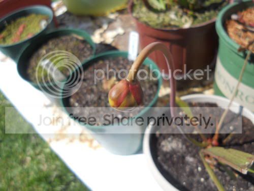 Shank_4-3-12.jpg