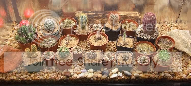 cactuspics08005.jpg
