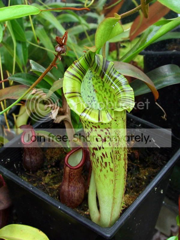Nplatychila3.jpg