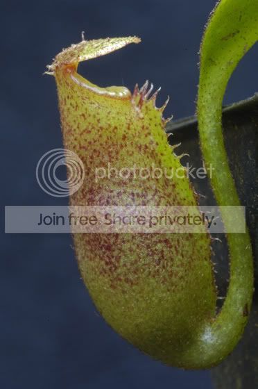 Macrophyla.jpg