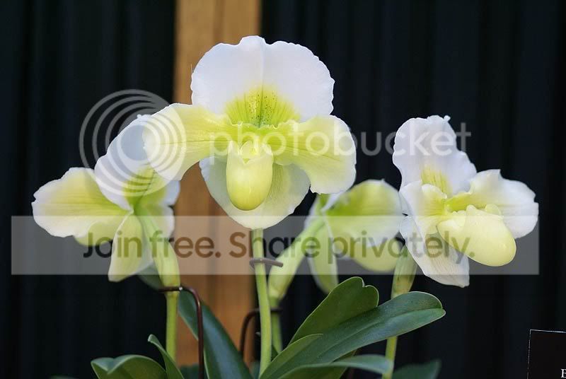 orchids-111.jpg