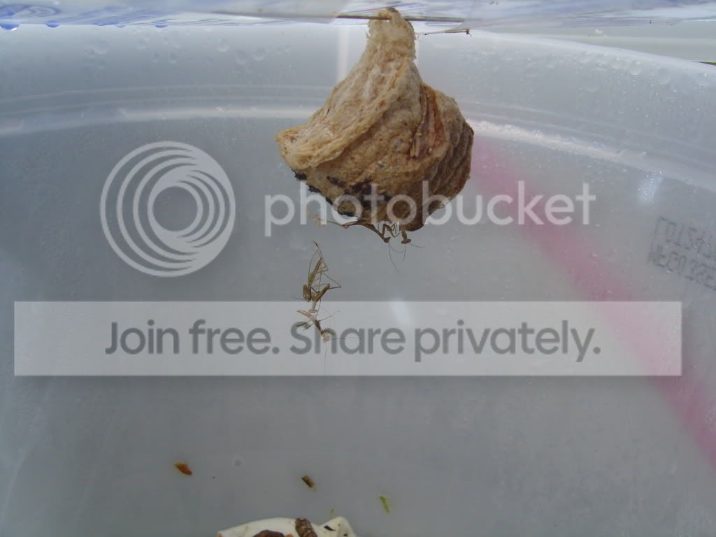 mantishatching001.jpg