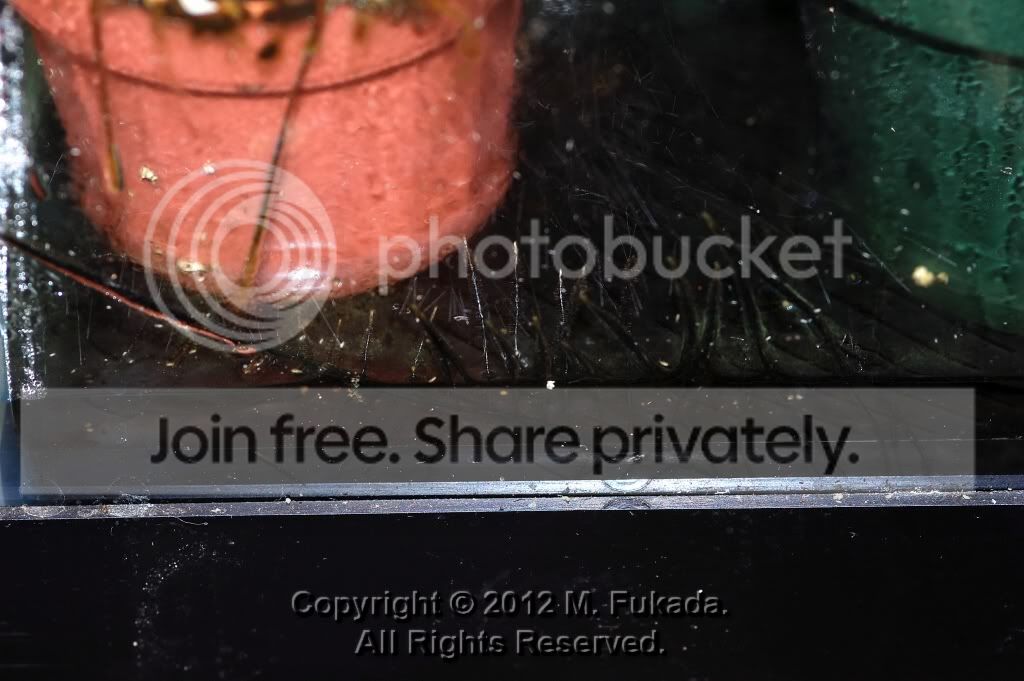 DSC_00240012_hf.jpg
