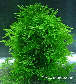 Peacock-Moss-On-Rock-01-s.jpg