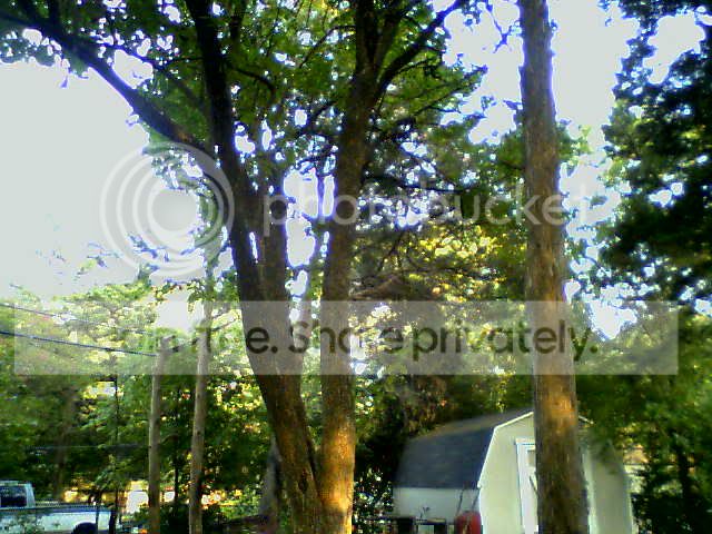 bytrees2.jpg
