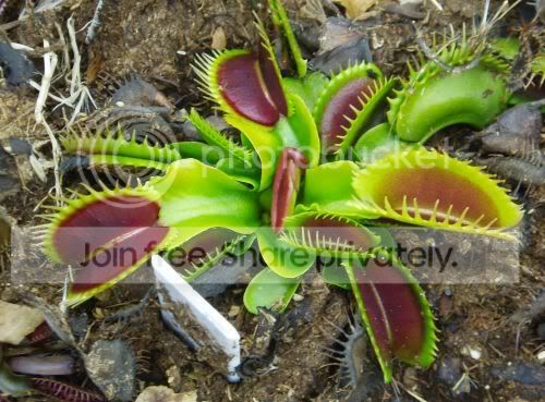VFT-Dingleyred-purpleRS.jpg