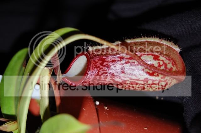 DSC_0051.jpg