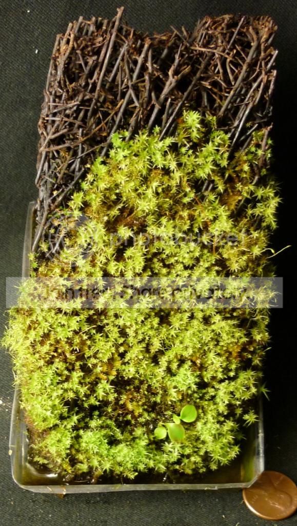 Ucampbynasctreefern033013RS.jpg