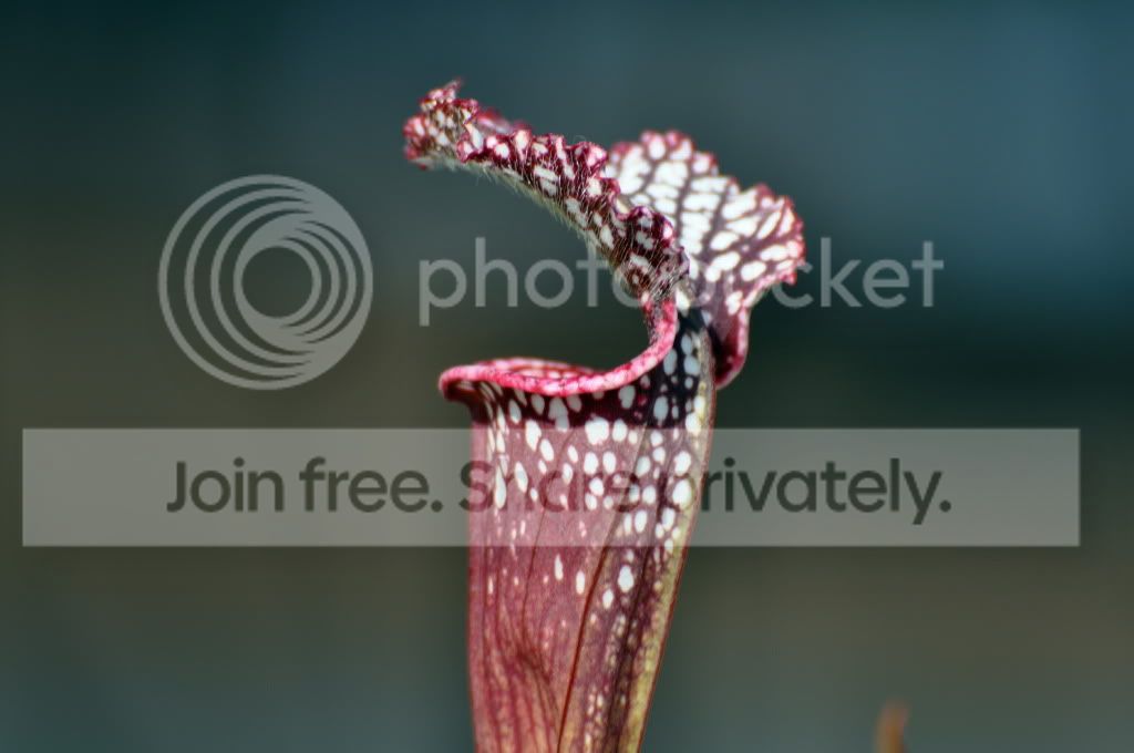 CSC_0074.jpg