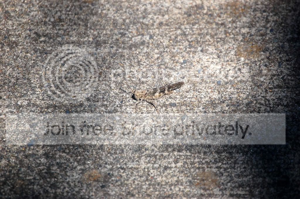 DSC_00520052_1.jpg