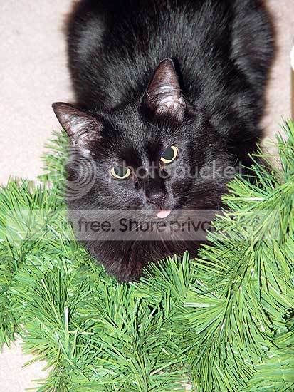 supercatxmas.jpg