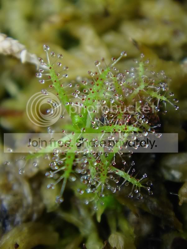 indica3180306lq.jpg