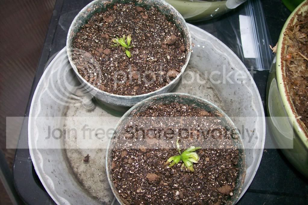 CarnivorousPlants012.jpg