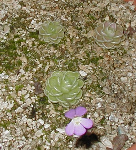 esseriana11.JPG