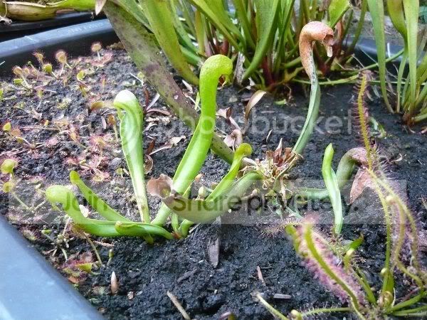 Darlingtonia_w.jpg