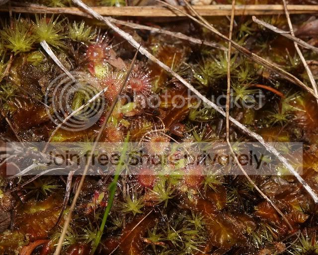 Drosera_puchella_media2.jpg