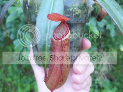 Nalbomarginata_8-22-11.jpg