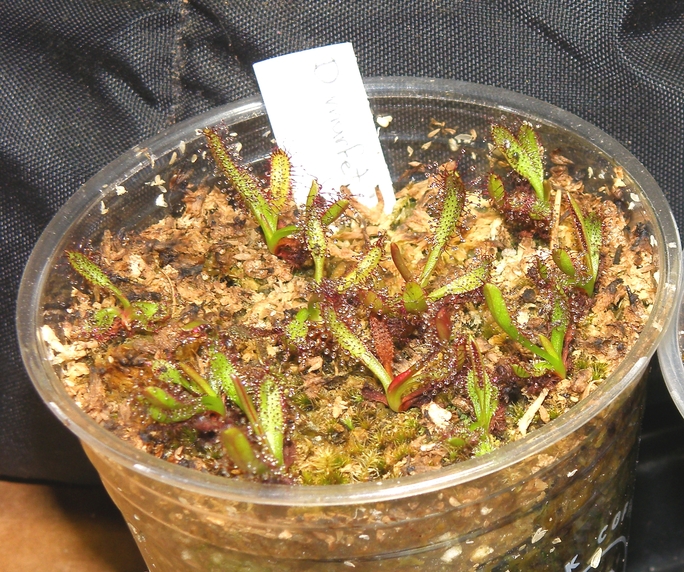 P8281072-CMb1.jpg