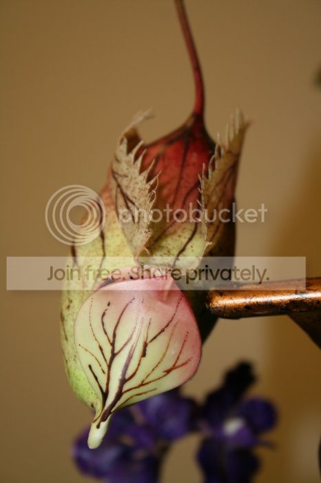 IMG_8956_zps4ebc243c.jpg
