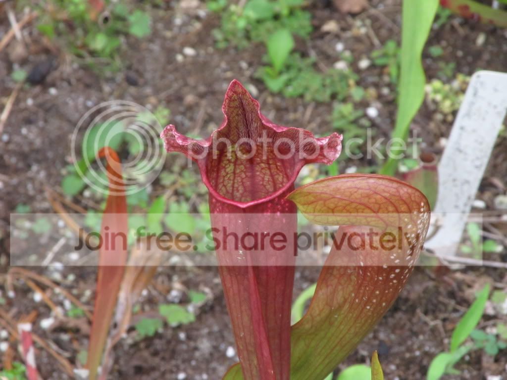 IMG_4265.jpg