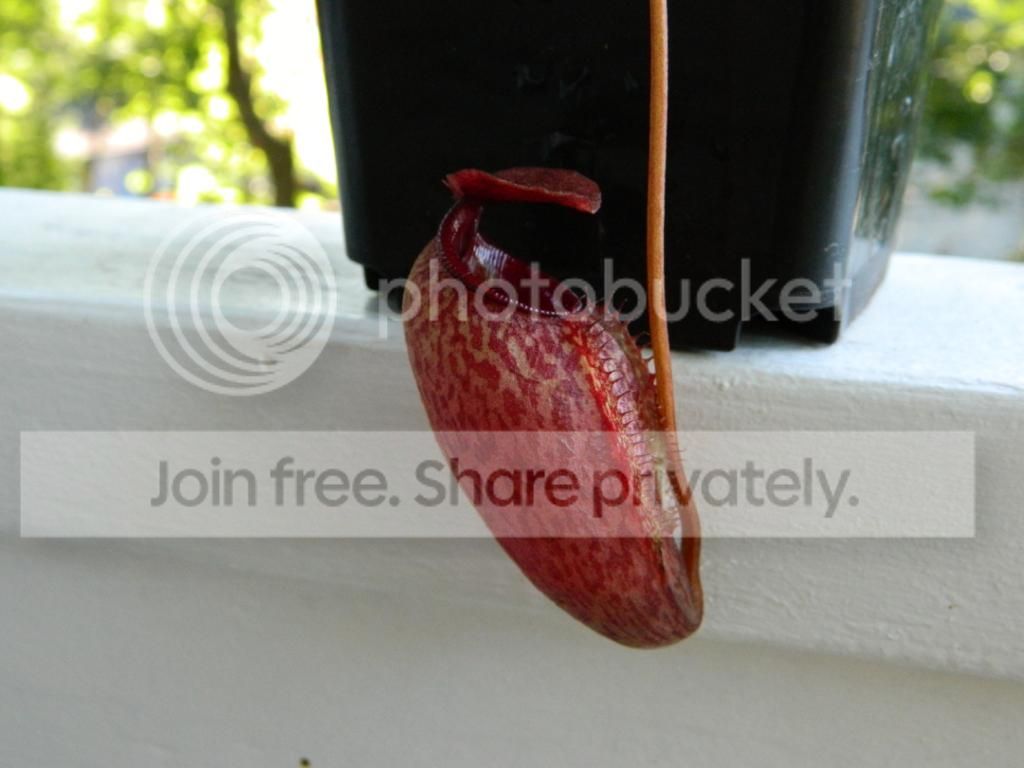 DSCN1587.jpg