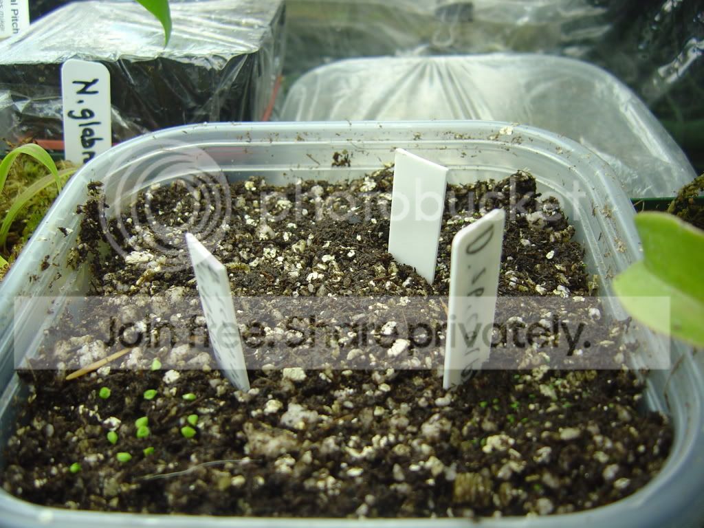 newplantsandupdate11-17-08007.jpg