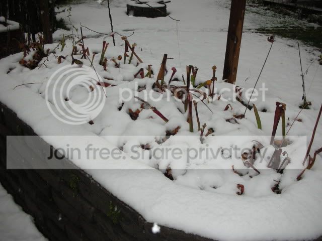 snowhome2012219.jpg