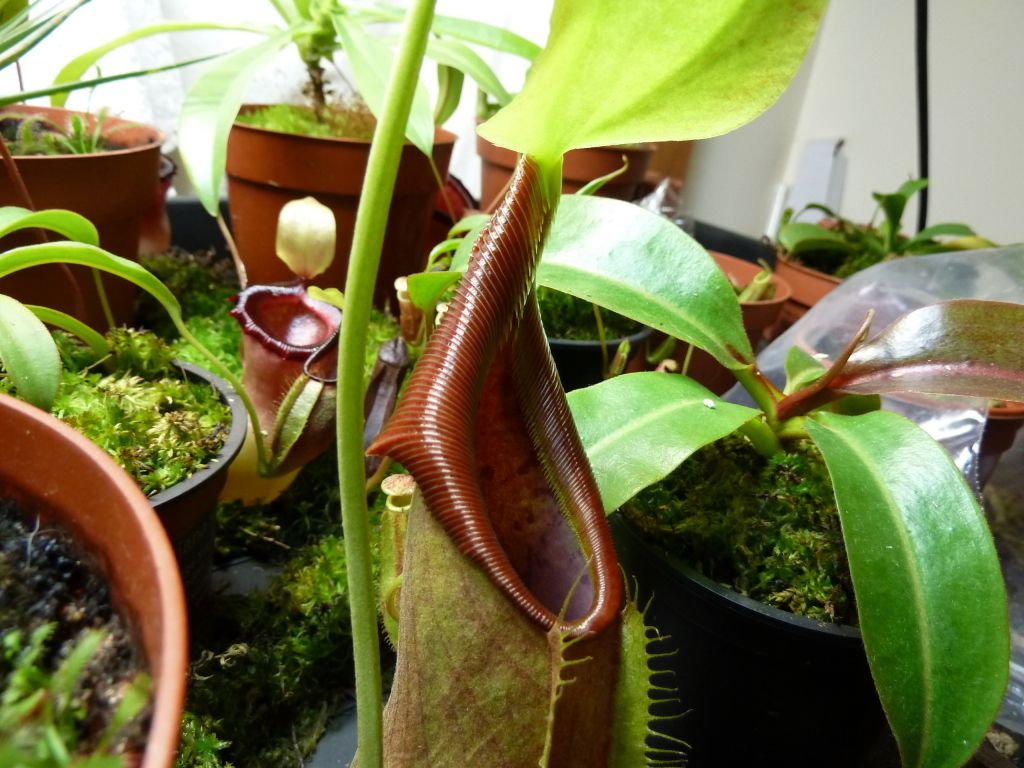 plants10032012073.jpg