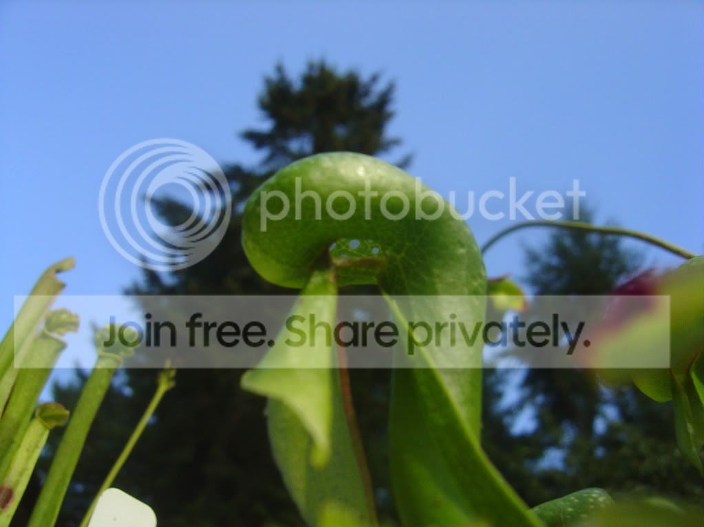 CPs9-17-09009.jpg