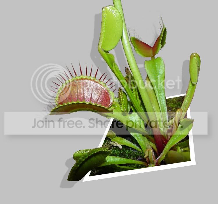 OOB-VFT.jpg