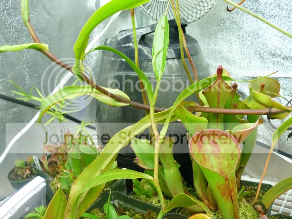 P1000954_zps5ce7f12b.jpg