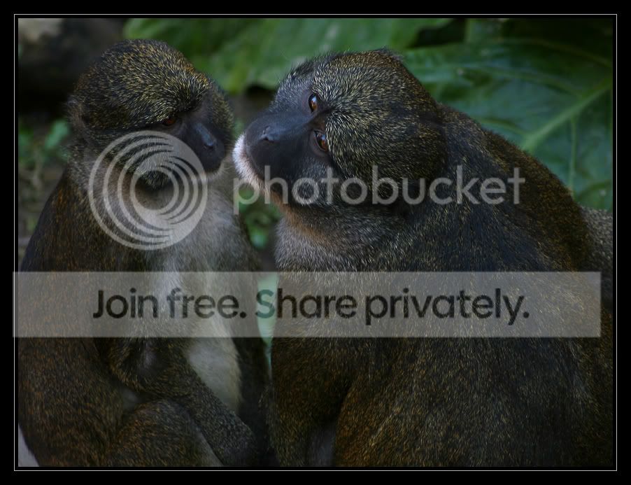 MonkeyLove_2156.jpg
