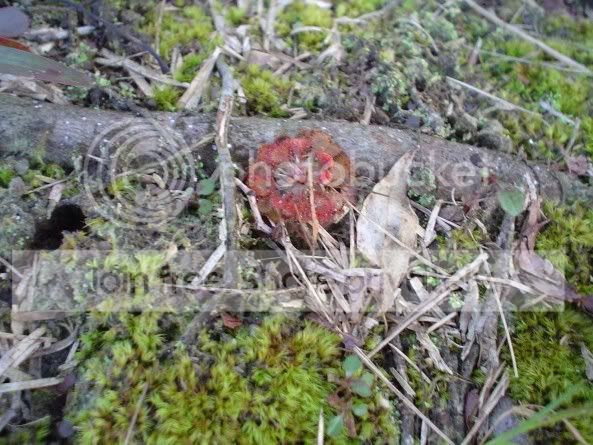 Drosera.jpg