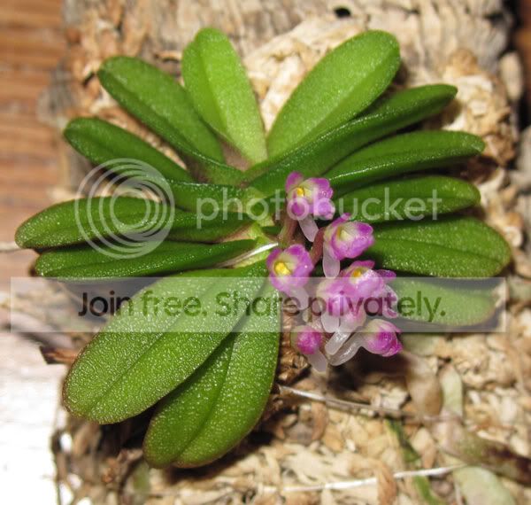 schoenorchis-fragrans.jpg