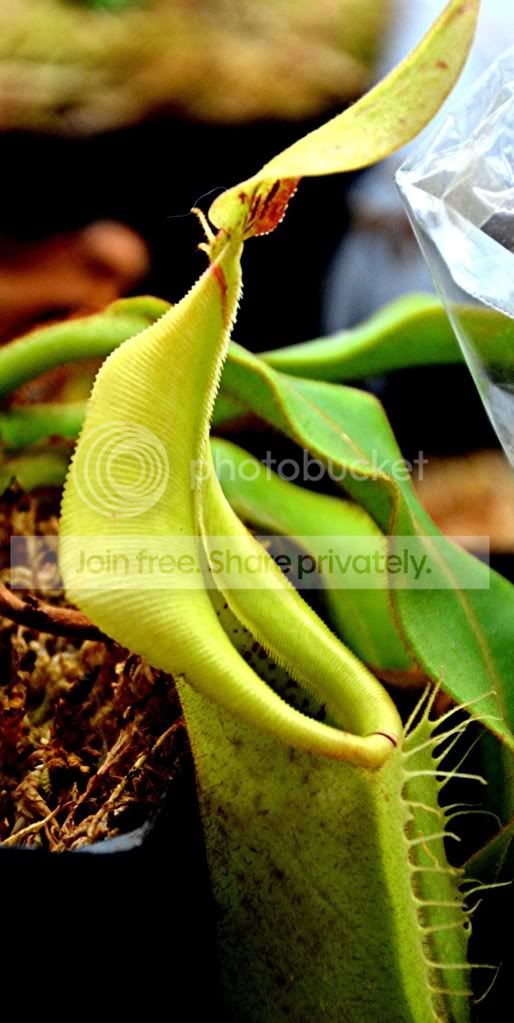 PlantsDec2011003.jpg