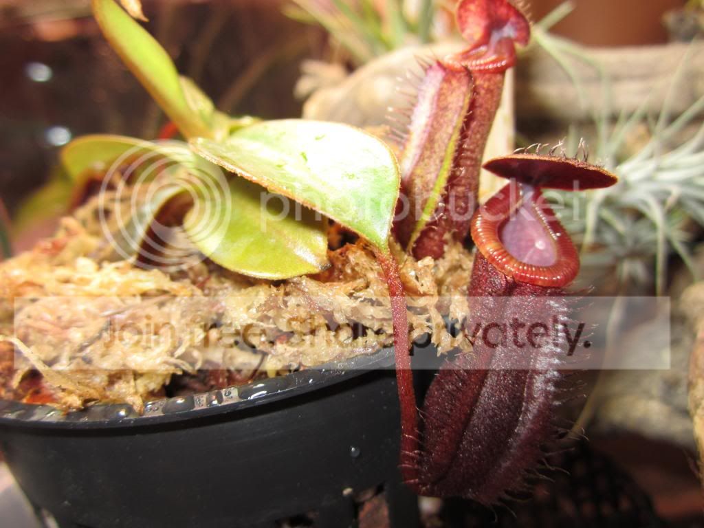 IMG_1375_zps4216ab49.jpg