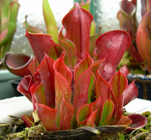 redbeminorjuly2008.jpg