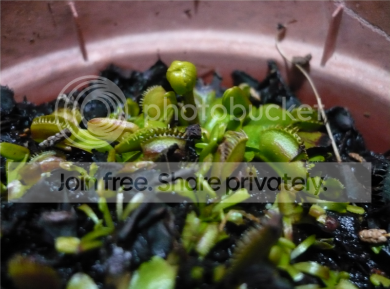 vft2.png