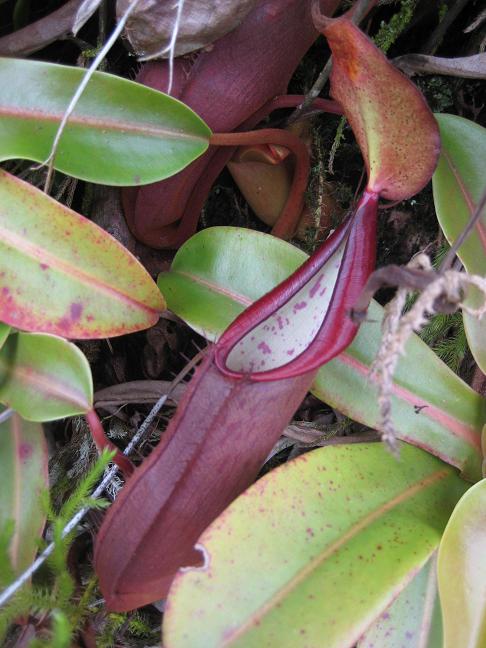 N._sanguinea1.jpg