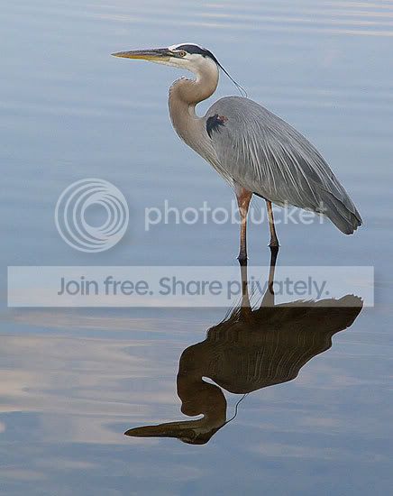reflectingback.jpg