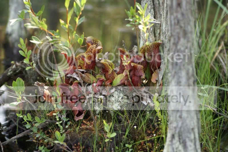 Pine-Barrens-2010-096.jpg