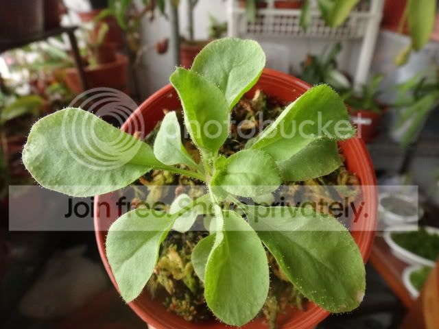 Stylidium_semipartitum_seedling_26June.jpg