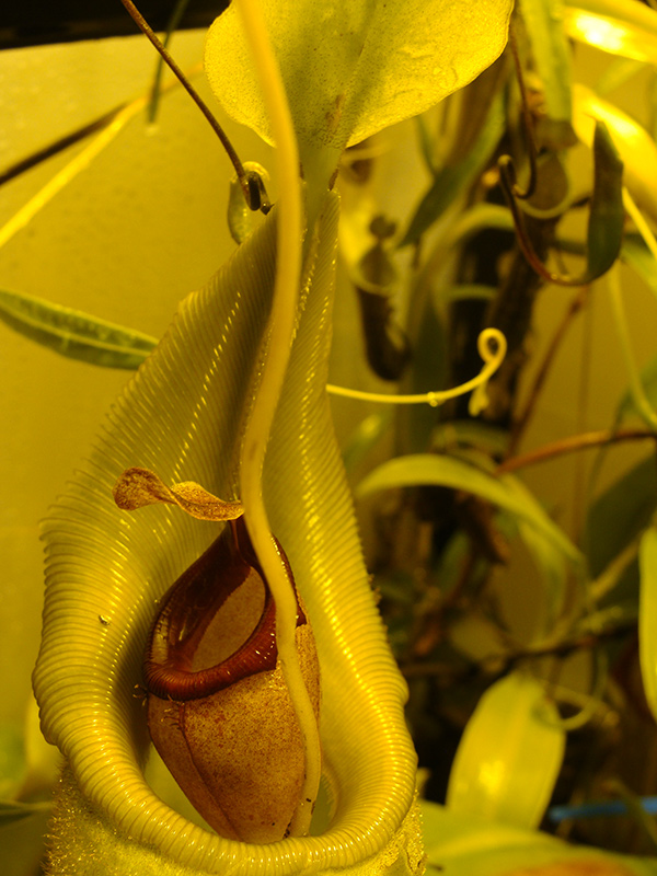 nepenthes-flava-veitchii-05-14.jpg