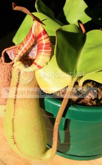 HLtruncata4.jpg