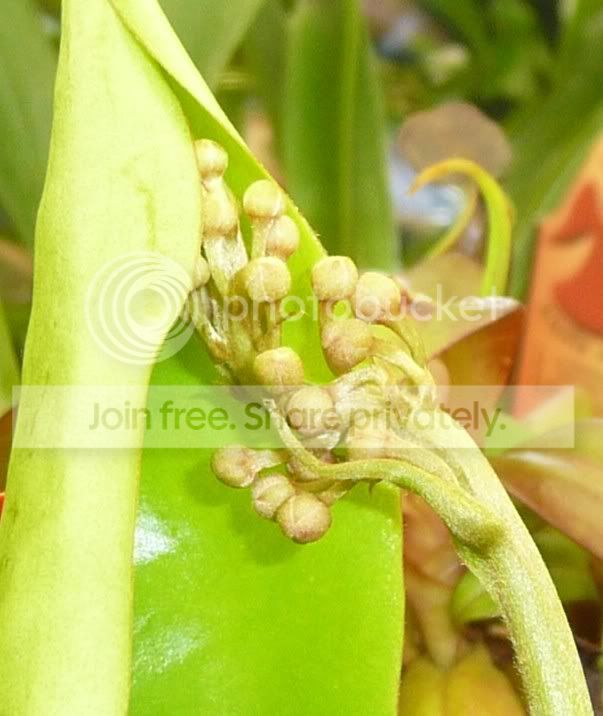 flowercropped.jpg
